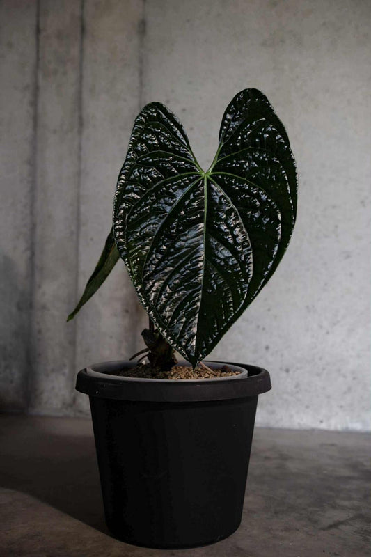 Anthurium Luxurians x Black Widow Michelle