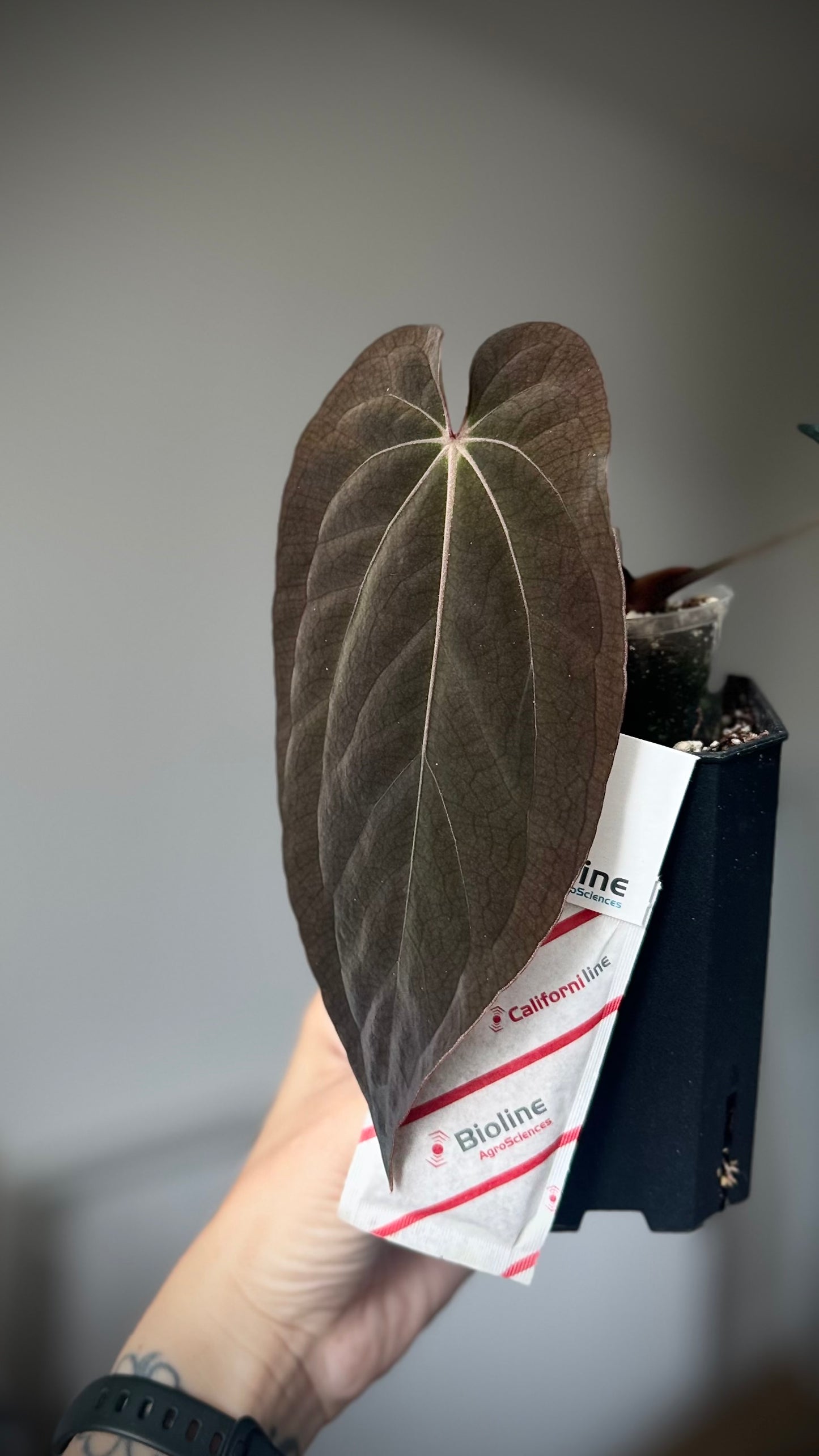 Anthurium DressCarla 'Amanda' x Anthurium BVEP