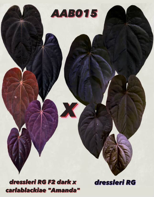 Anthurium (Dress RG F2 x Carla „Amanda") x Dressleri RG