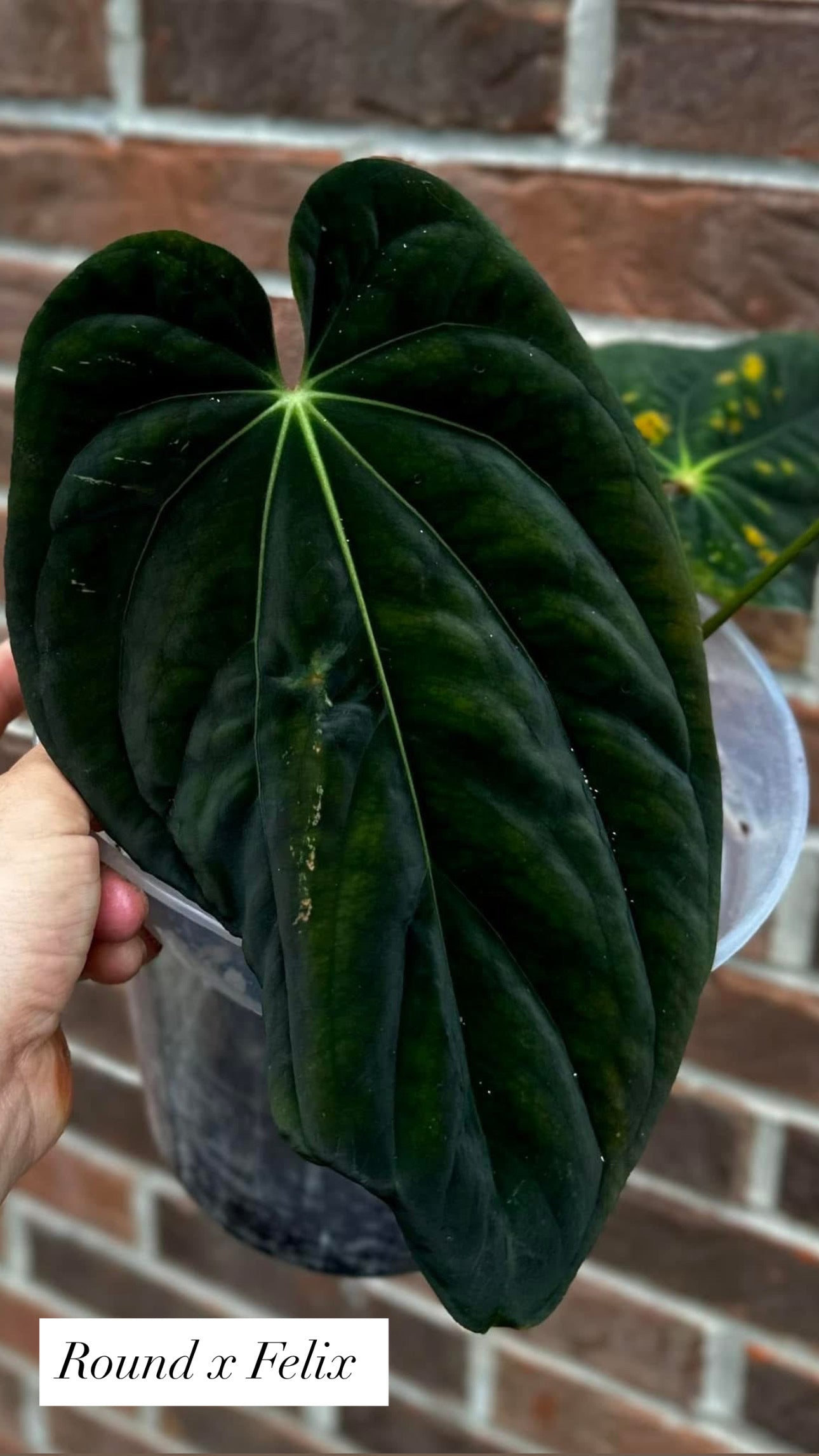 Anthurium Antolakii Round x Antolakii (Felix x Round)