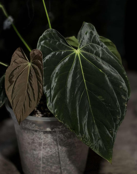 Anthurium BVEP (Round x BBL) x Anthurium Carlablackiae (OG5xRA8)