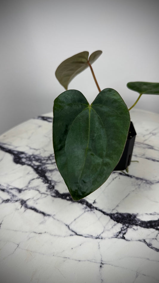 Anthurium (Dress RG F2 x Carla „Amanda") x Dressleri RG #2