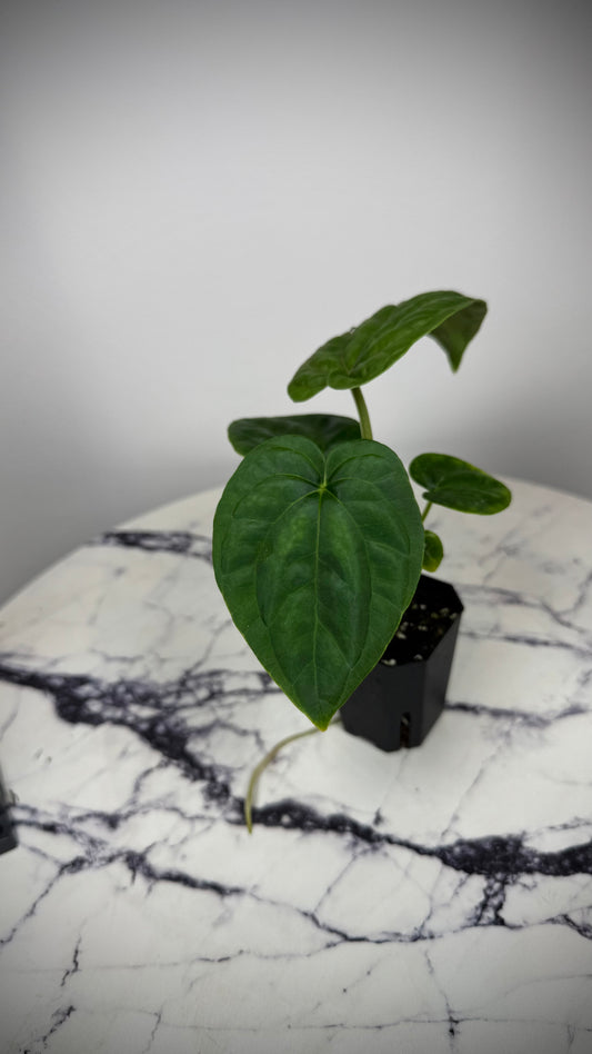 Anthurium (Papillilaminum x ,LongxLongBullet' x Splendidum) x open pollination