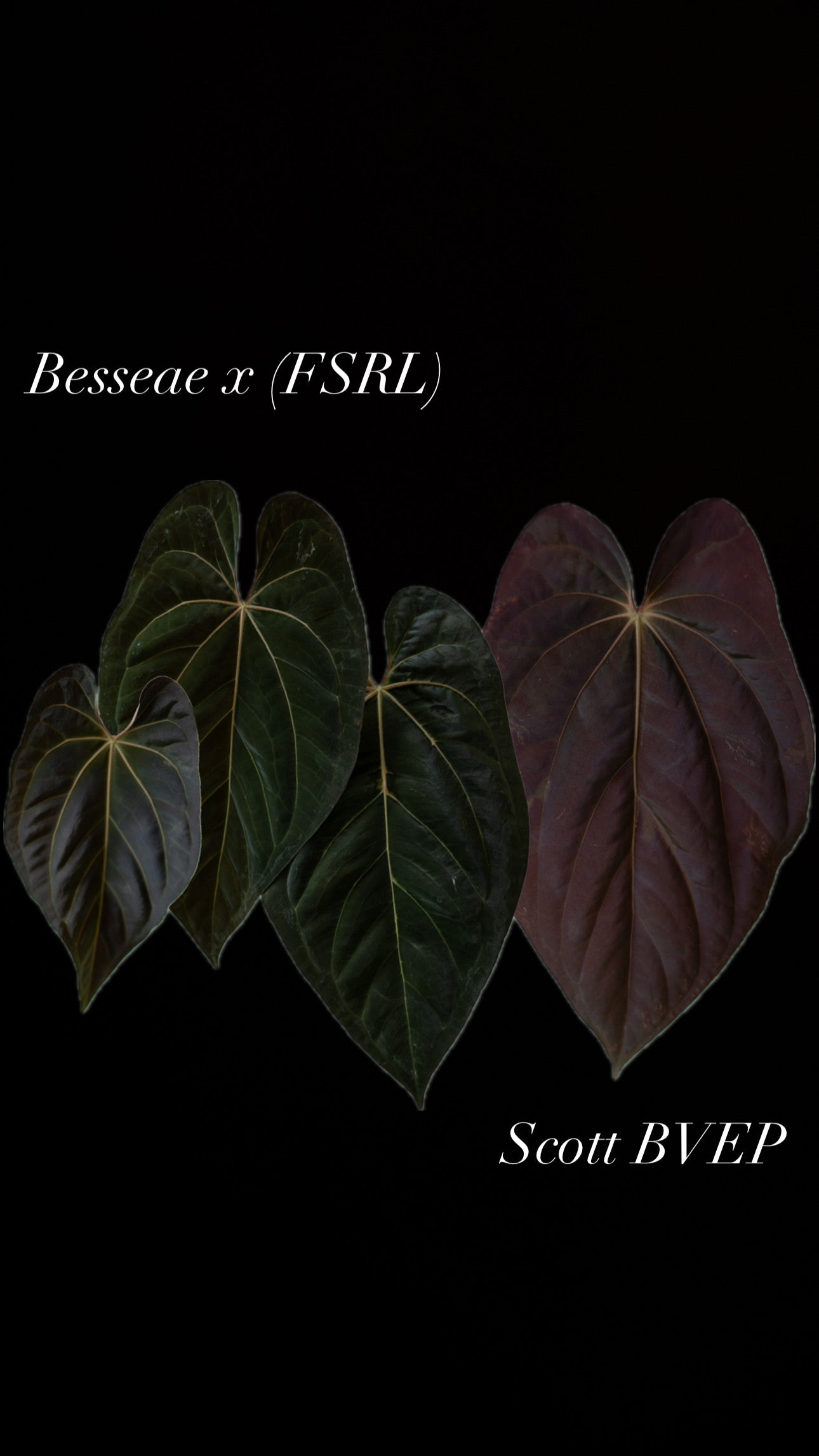 Anthurium Besseae x ( Papillilaminum Fort Sherman x Ralph Lynam) x Scott Cohen BVEP