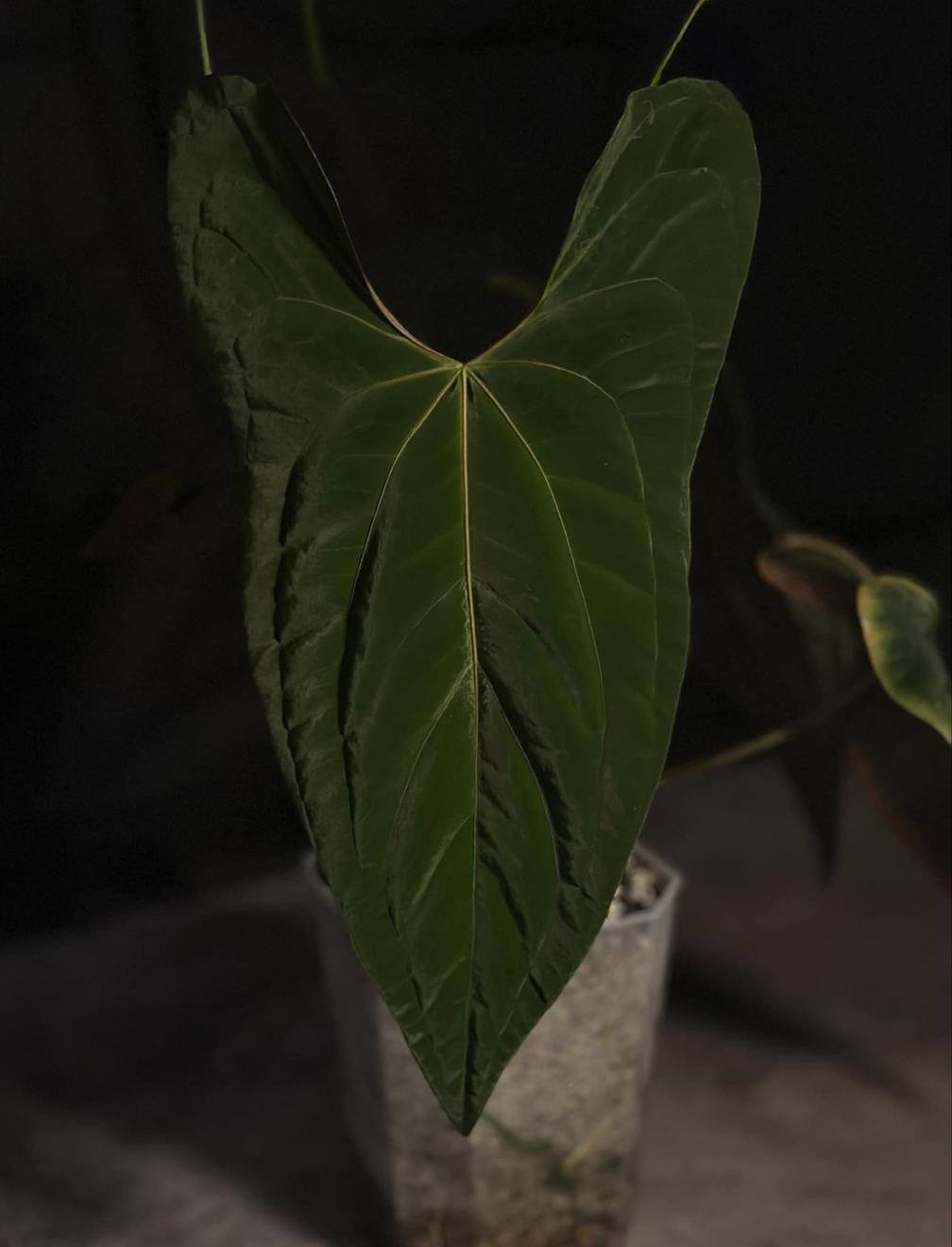 Anthurium Sp Nov DF x Papillilaminum 18
