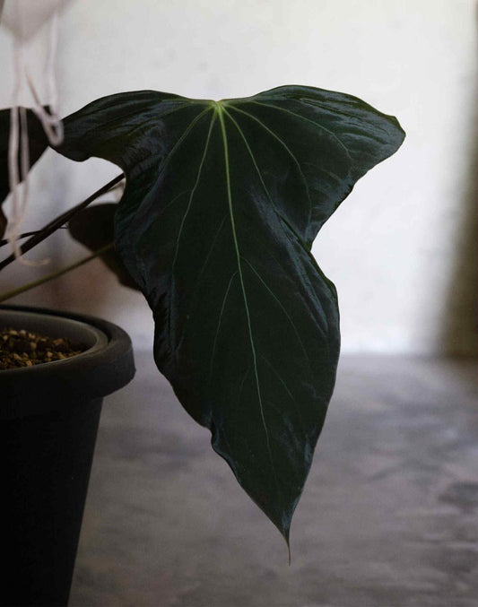 Anthurium Sp Nov DF x Papillilaminum 18