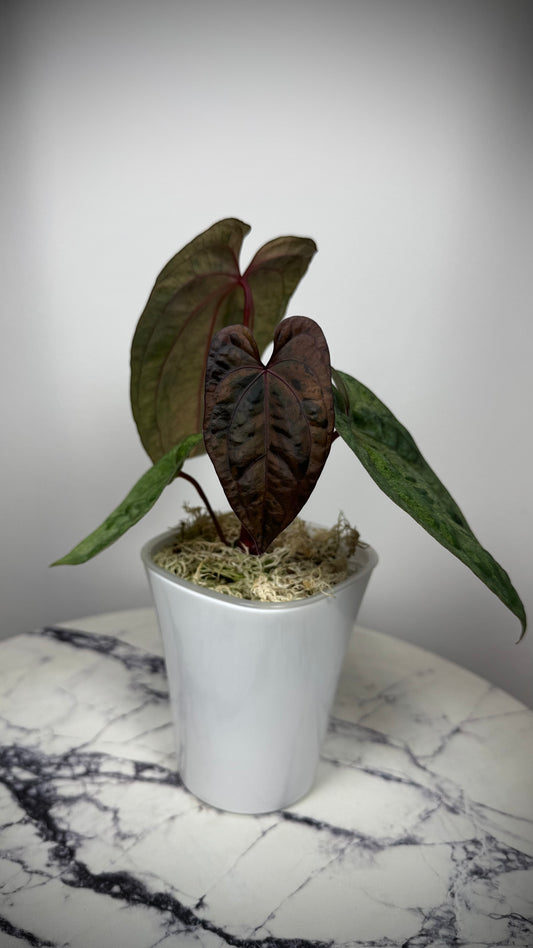 Anthurium RVDP x Orange Spider