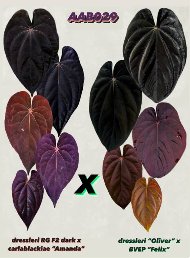 Anthurium (Dress RG F2 x Carla „Amanda") x , Supernova' (Dress „Oliver" x BVEP „Felix")