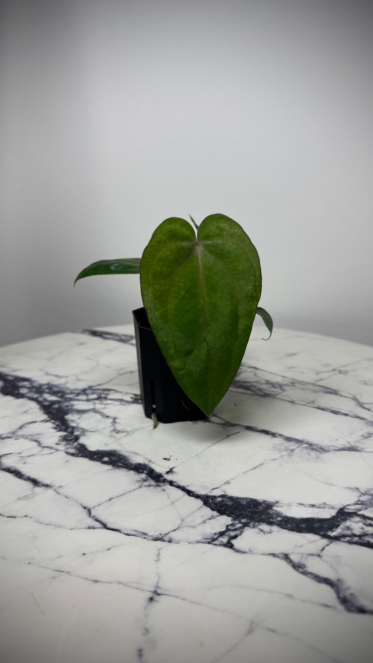 Anthurium (Dress RG F2 x Carla „Amanda") x Dressleri RG