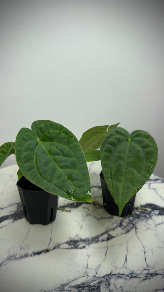 Anthurium (BVEP x NSE red crystal) x ((Carla x Pap) x Splendidum)