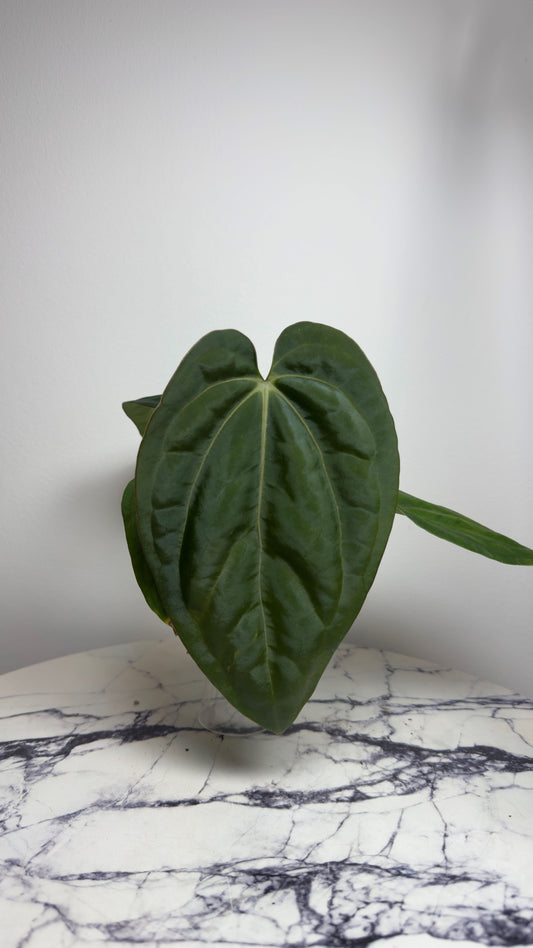 Anthurium Carlablackiae "PM3" x (BVEP "Swamp Raisin" x Debile)