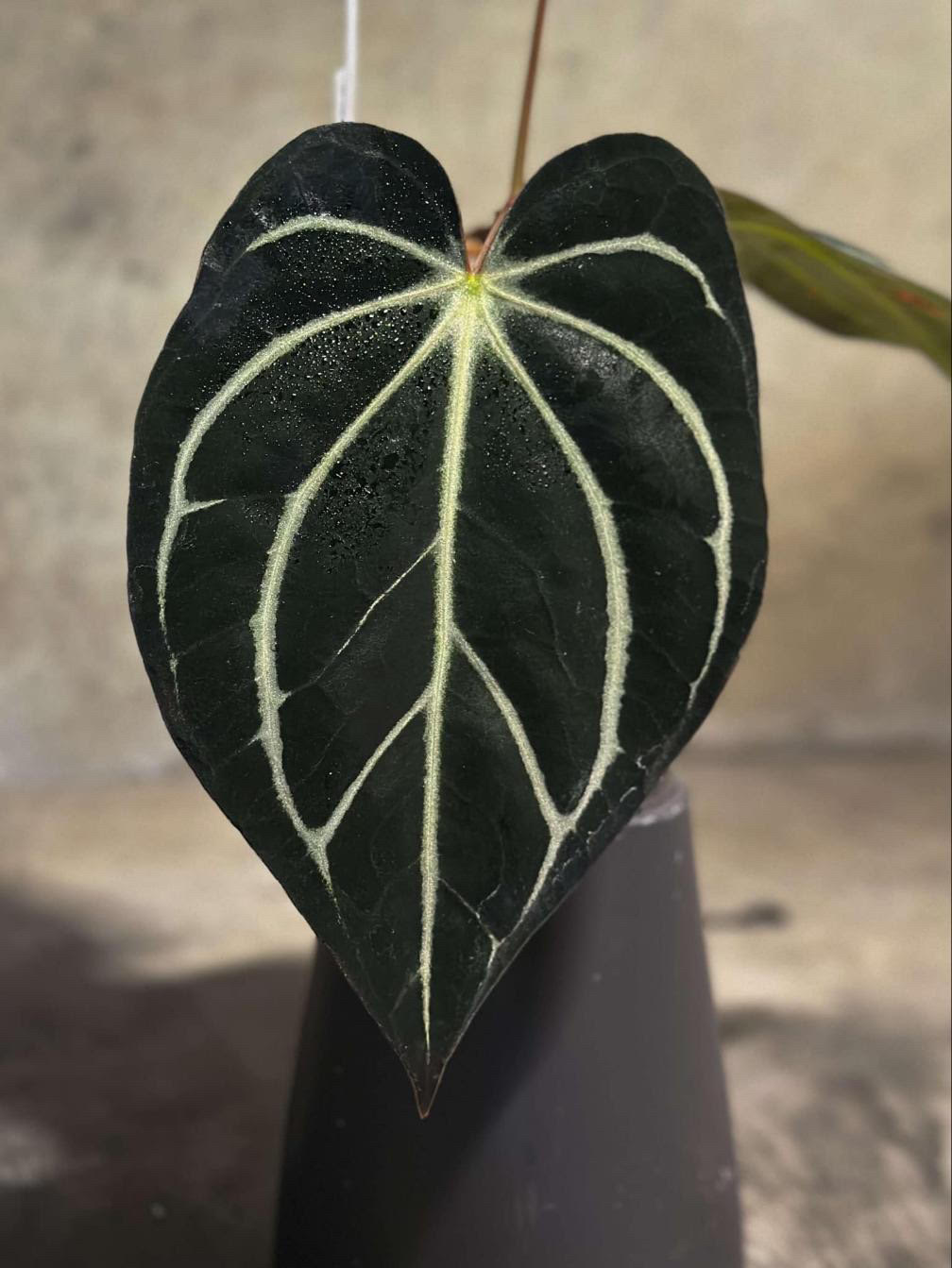 Anthurium Carlablackiae OG4 x Anthurium Carlablackiae PM6