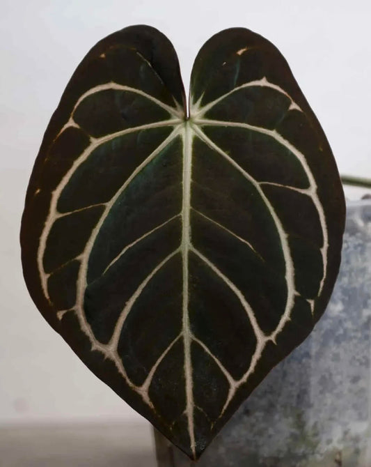Anthurium Carlablackiae OG4 x Anthurium Carlablackiae PM6