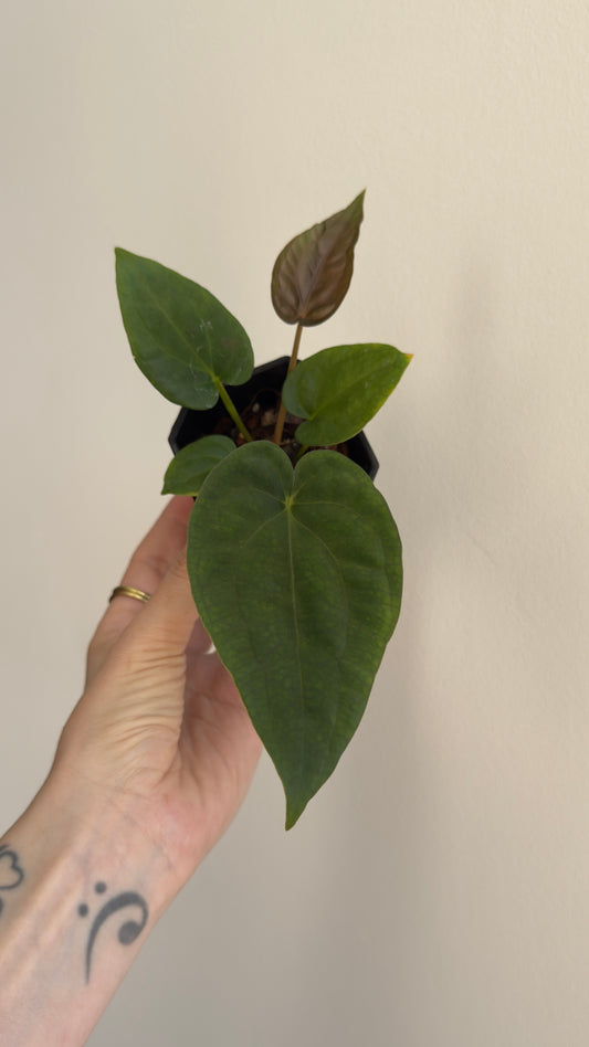 Anthurium Dressleri „Obsidian" x (Black Dressleri x Dressleri RG F2 dark) AAB032