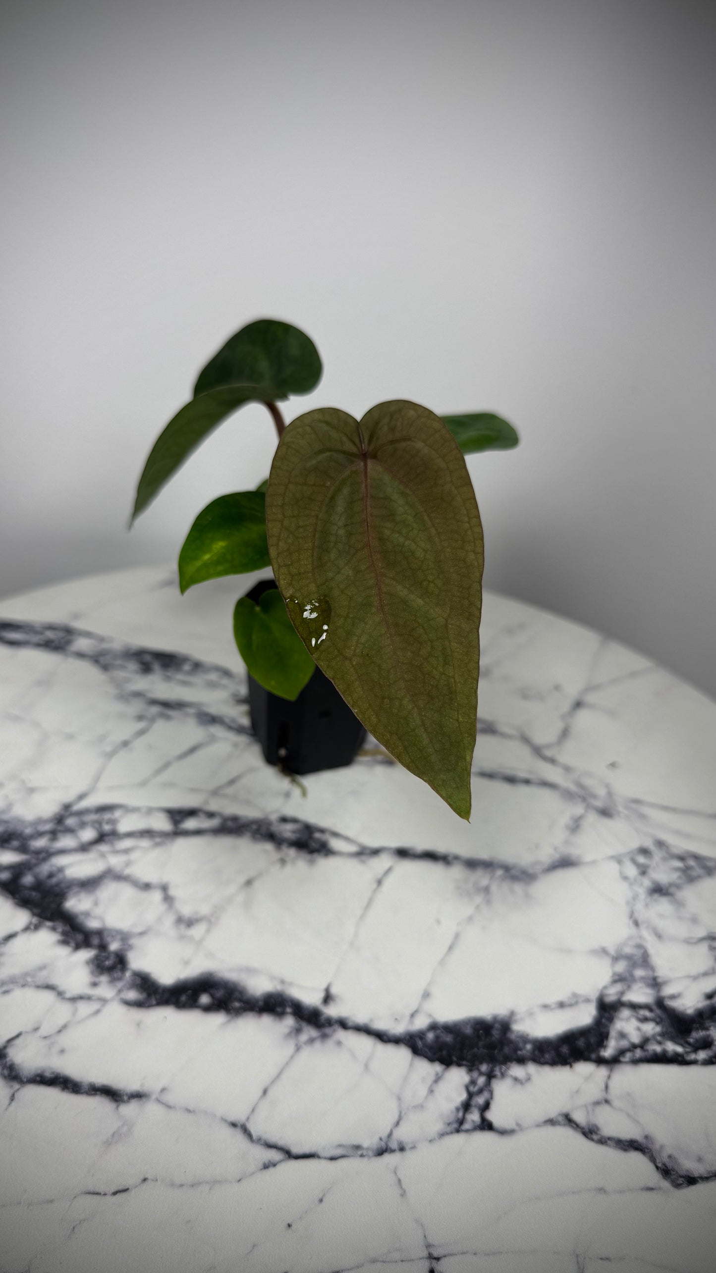 Anthurium (Dress RG F2 x Carla „Amanda") x , Supernova' (Dress „Oliver" x BVEP „Felix")