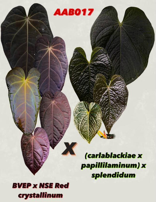Anthurium (BVEP x NSE red crystal) x ((Carla x Pap) x Splendidum)