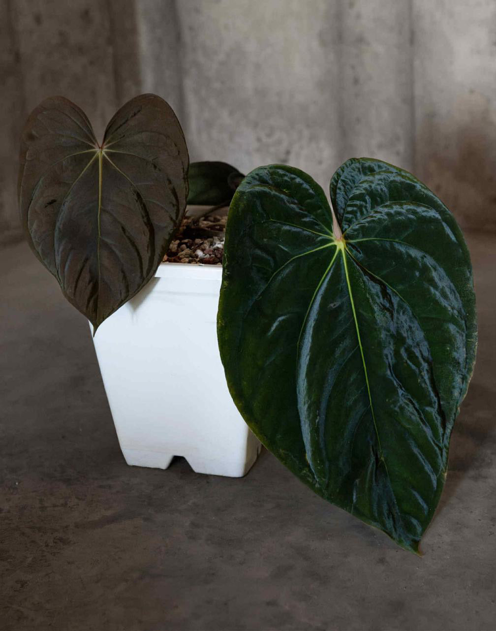 Anthurium Antolakii (BVEP) RA2 x Anthurium Antolakii (Round x BBL)