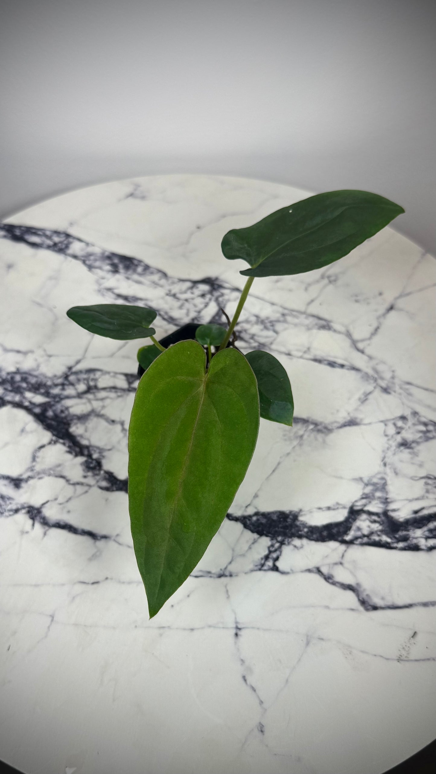 Anthurium Dressleri „Obsidian" x (Black Dressleri x Dressleri RG F2 dark) AAB032