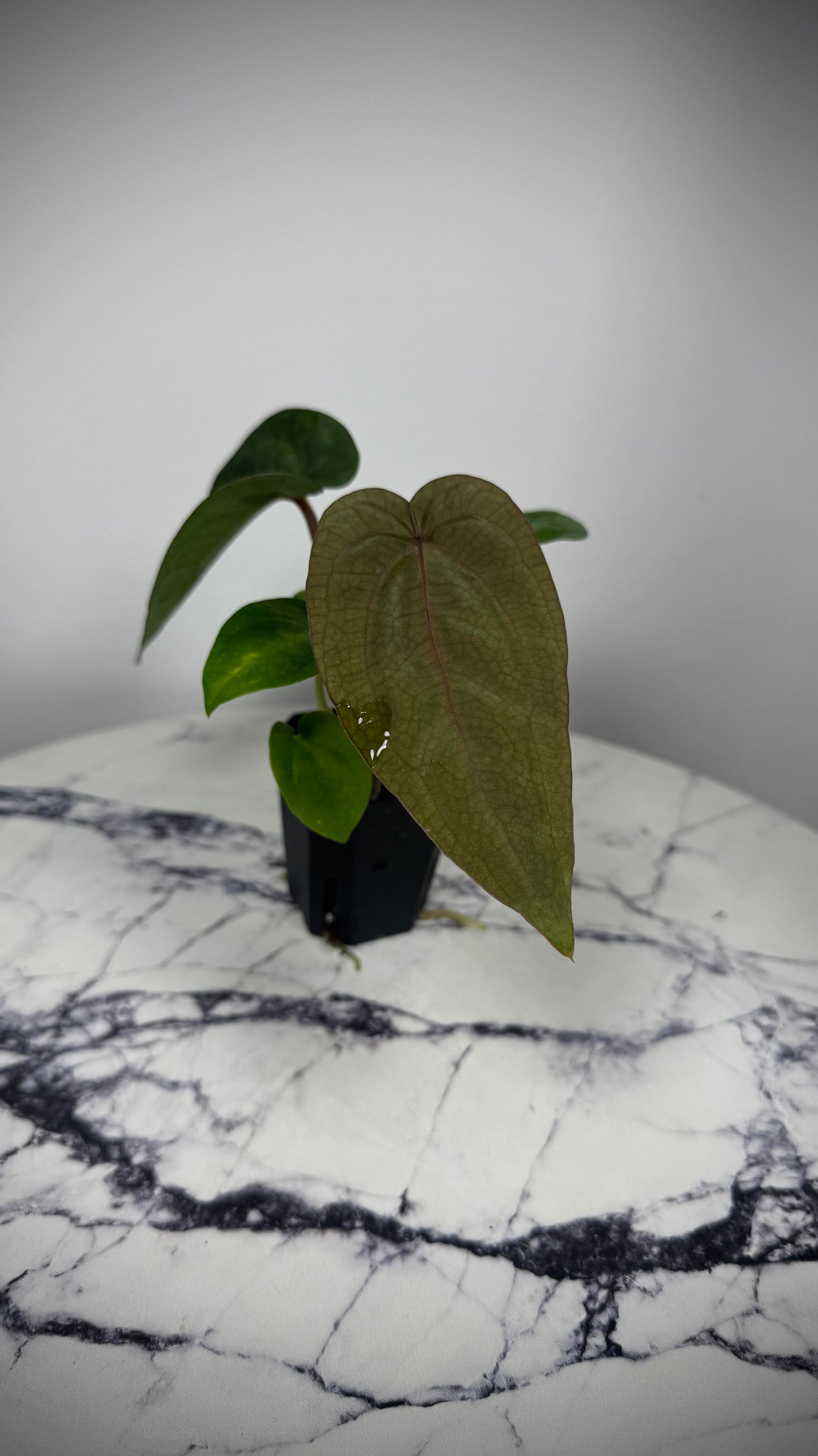 Anthurium (Dress RG F2 x Carla „Amanda") x , Supernova' (Dress „Oliver" x BVEP „Felix")