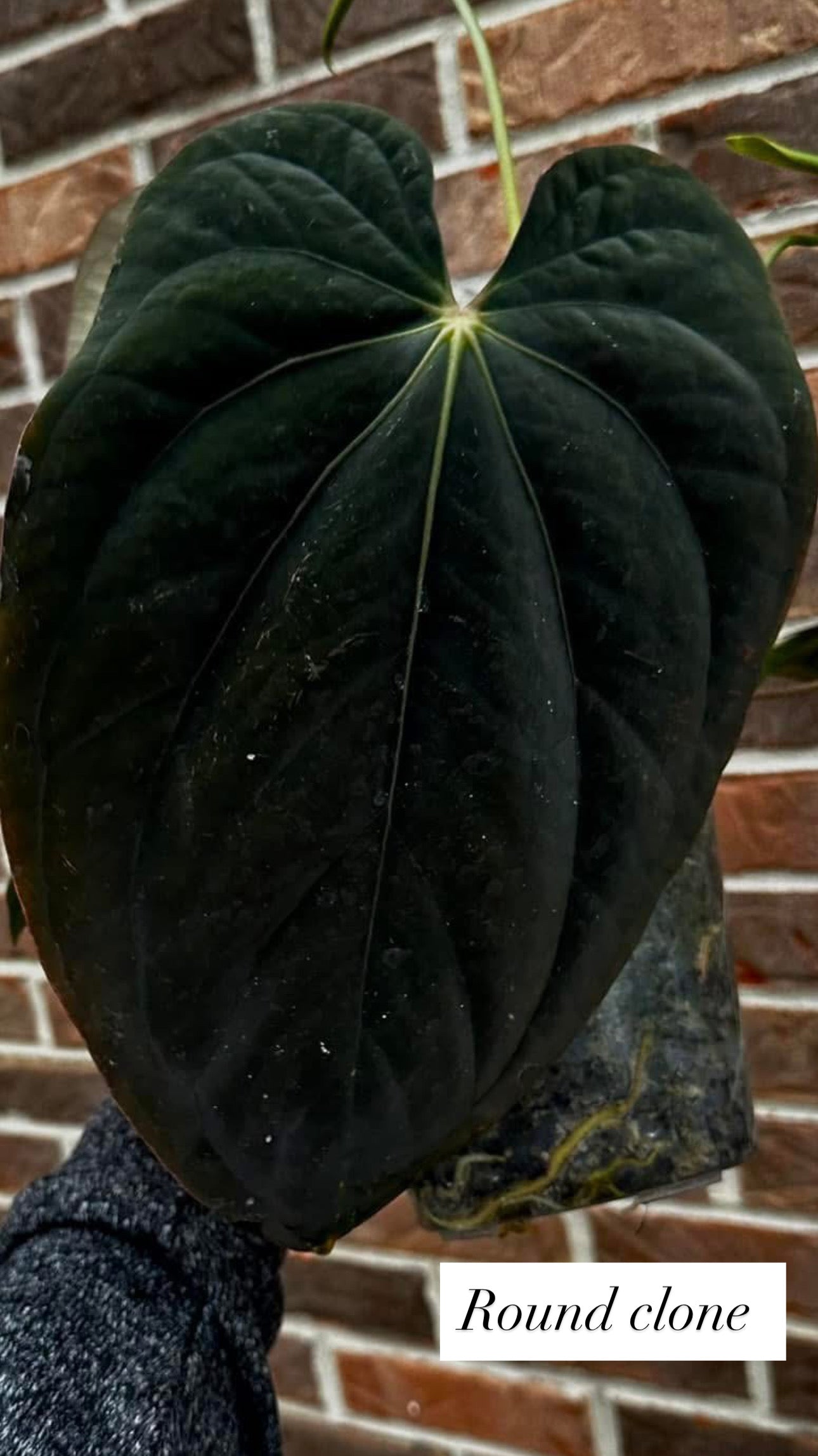Anthurium Antolakii Round x Antolakii (Felix x Round)