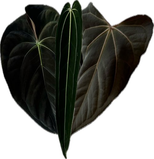 Anthurium Wanderlust 