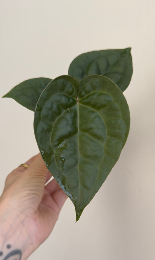 Anthurium Luxurians x Black Widow Michelle