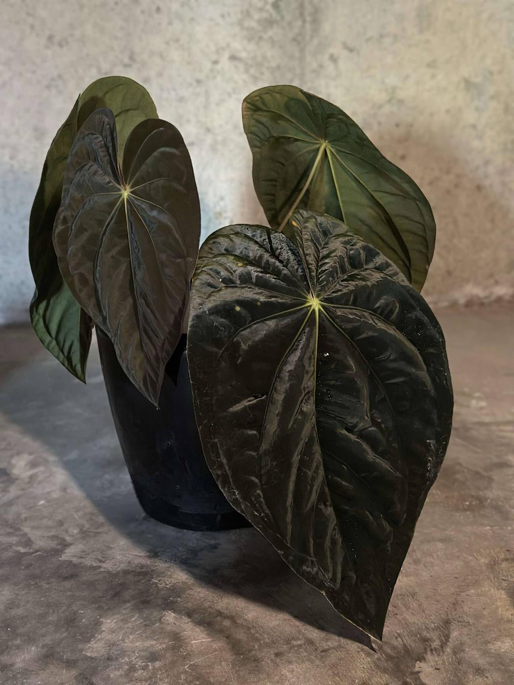 Anthurium  FSRL (Jay Vannini)  x Anthurium Tezula Pandemonium BB1