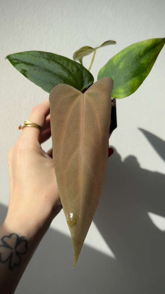 Anthurium Sp Nov DF x Papillilaminum 18