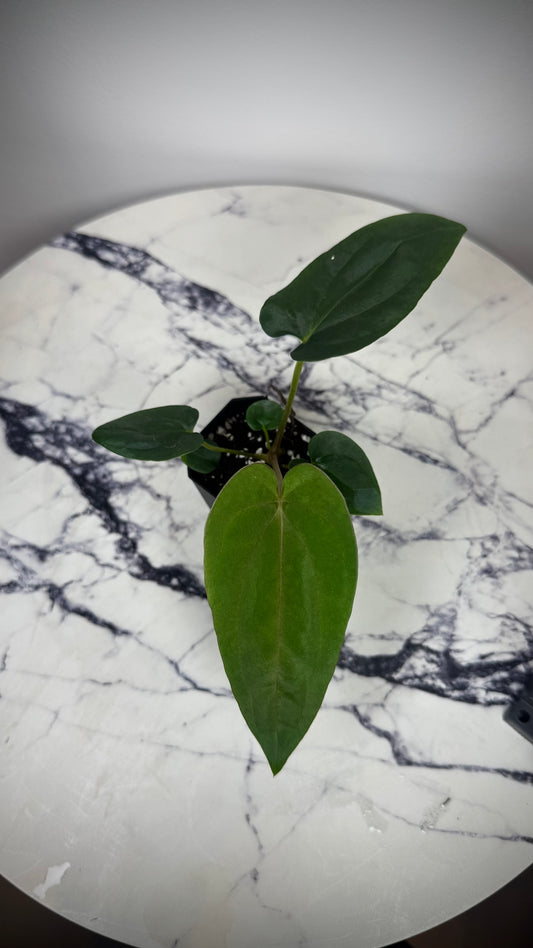 Anthurium Dressleri „Obsidian" x (Black Dressleri x Dressleri RG F2 dark) AAB032