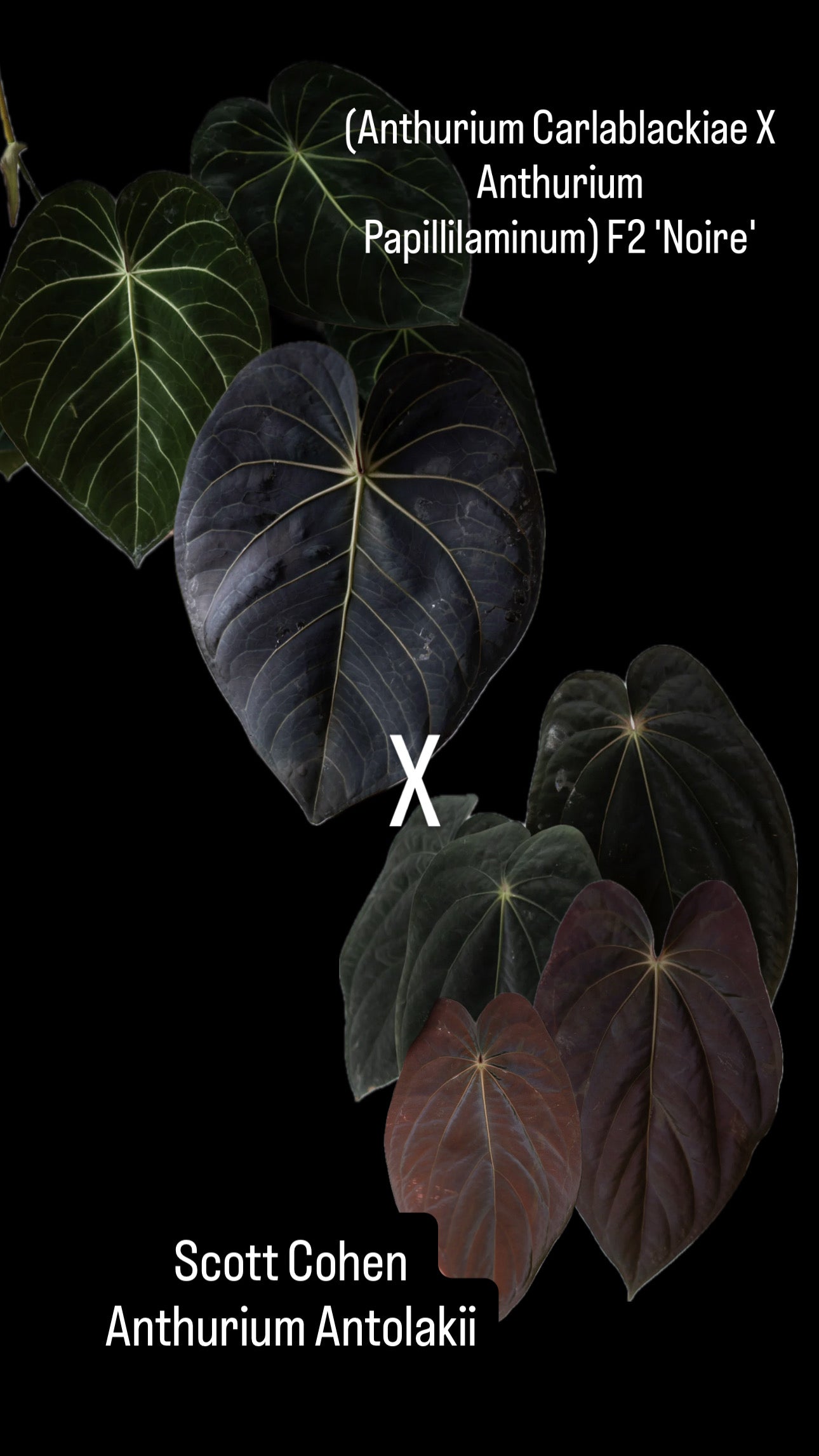 (Anthurium Carlablackiae X Anthurium Papillilaminum) F2 'Noire' X Scott Cohen Anthurium Antolakii BVEP