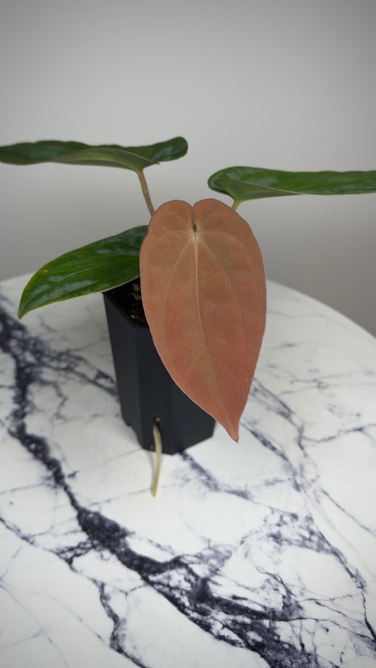 Anthurium Antolakii Round x Antolakii (Felix x Round)