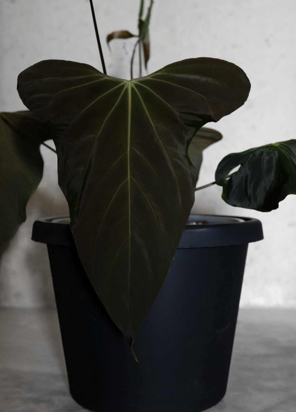 Anthurium Sp Nov DF x Papillilaminum 18