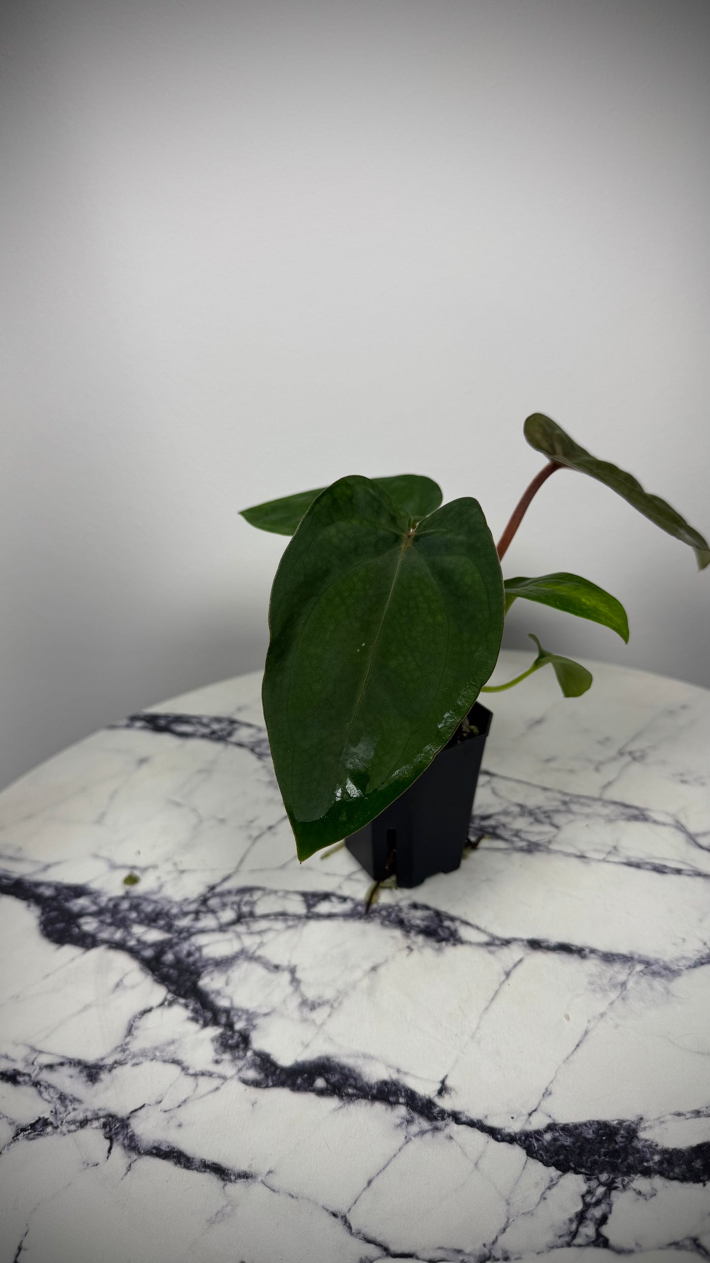 Anthurium (Dress RG F2 x Carla „Amanda") x , Supernova' (Dress „Oliver" x BVEP „Felix")