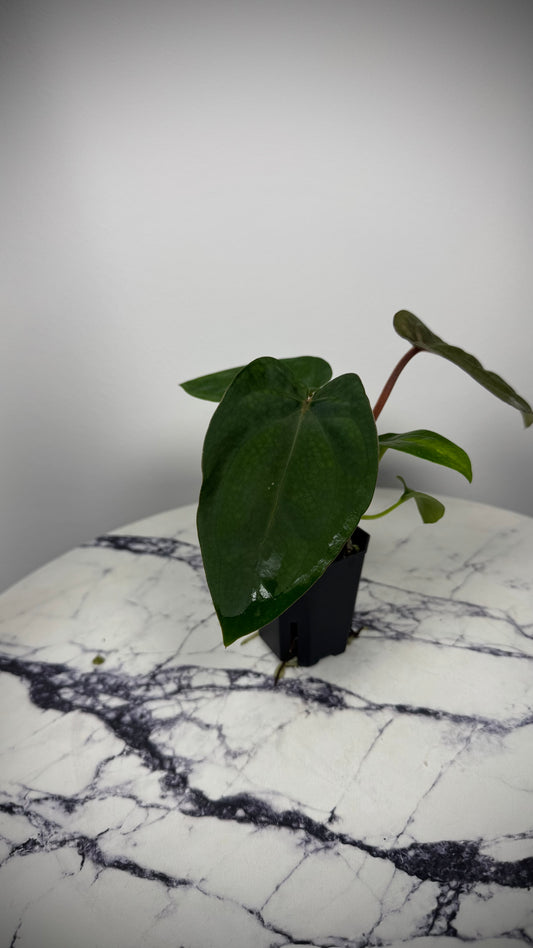 Anthurium (Dress RG F2 x Carla „Amanda") x , Supernova' (Dress „Oliver" x BVEP „Felix")