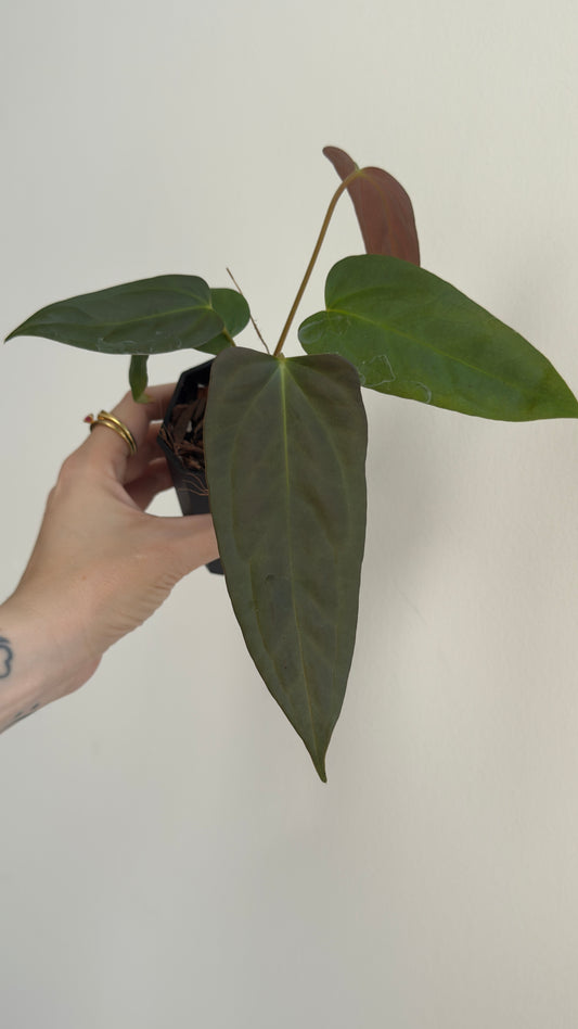 Anthurium Subsignatum Variegated x Papillilaminum (aka nov DF dupe)