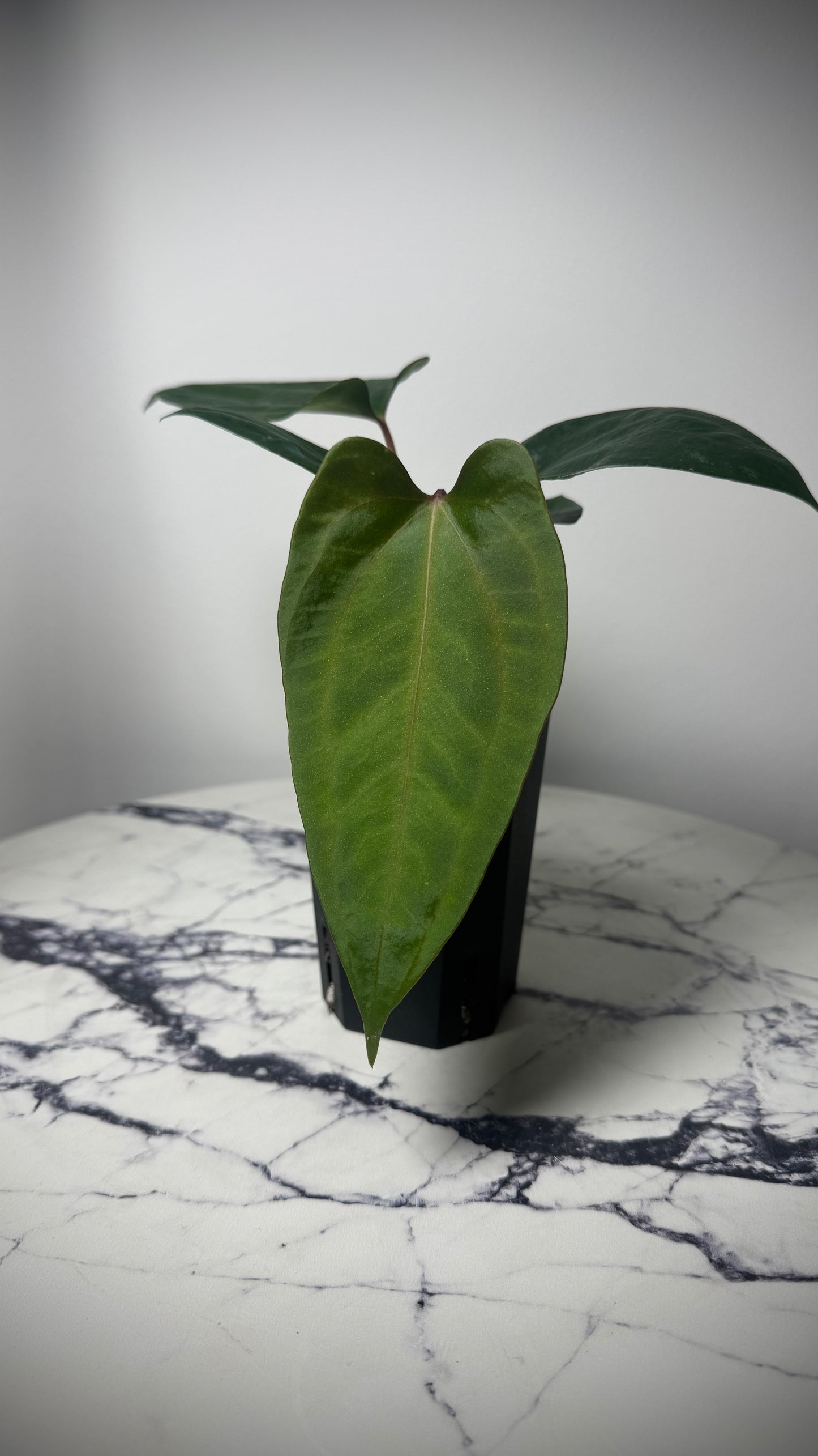 Anthurium Mr. World Wide x Anthurium SP Nova DF