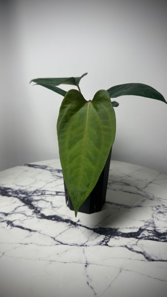 Anthurium Mr. World Wide x Anthurium SP Nova DF