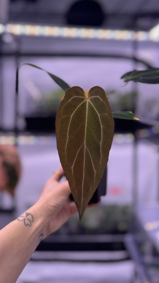 Anthurium TA Stripey x Anthurium Dorito Portillae