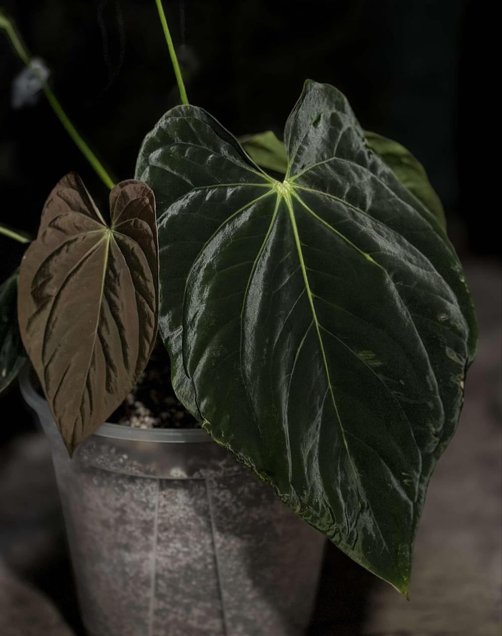 Anthurium BVEP (Round x BBL) x Anthurium Carlablackiae (OG5xRA8)