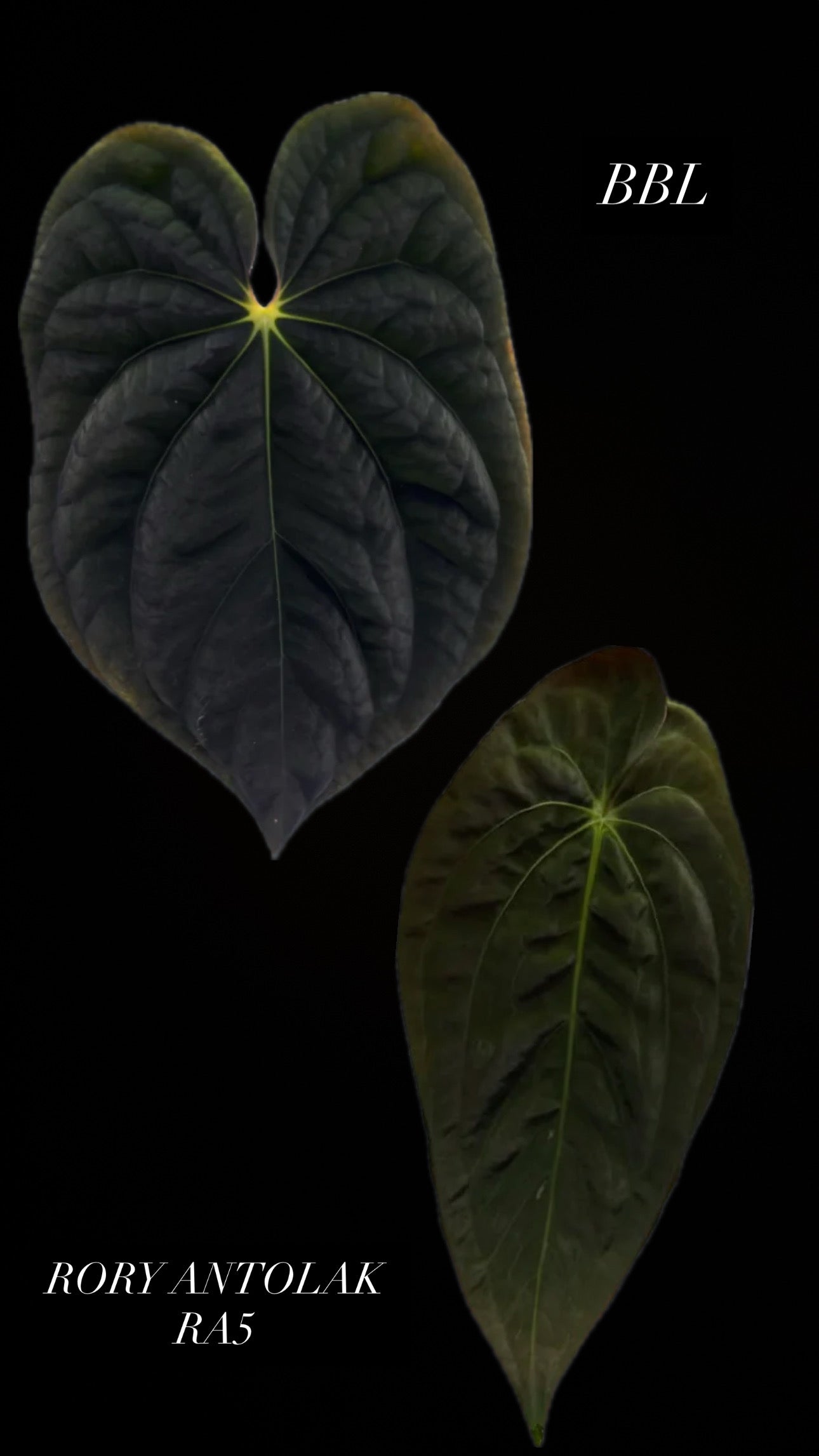 Anthurium Antolakii BBL x Papillilaminum RA5 (Rory Antolak)