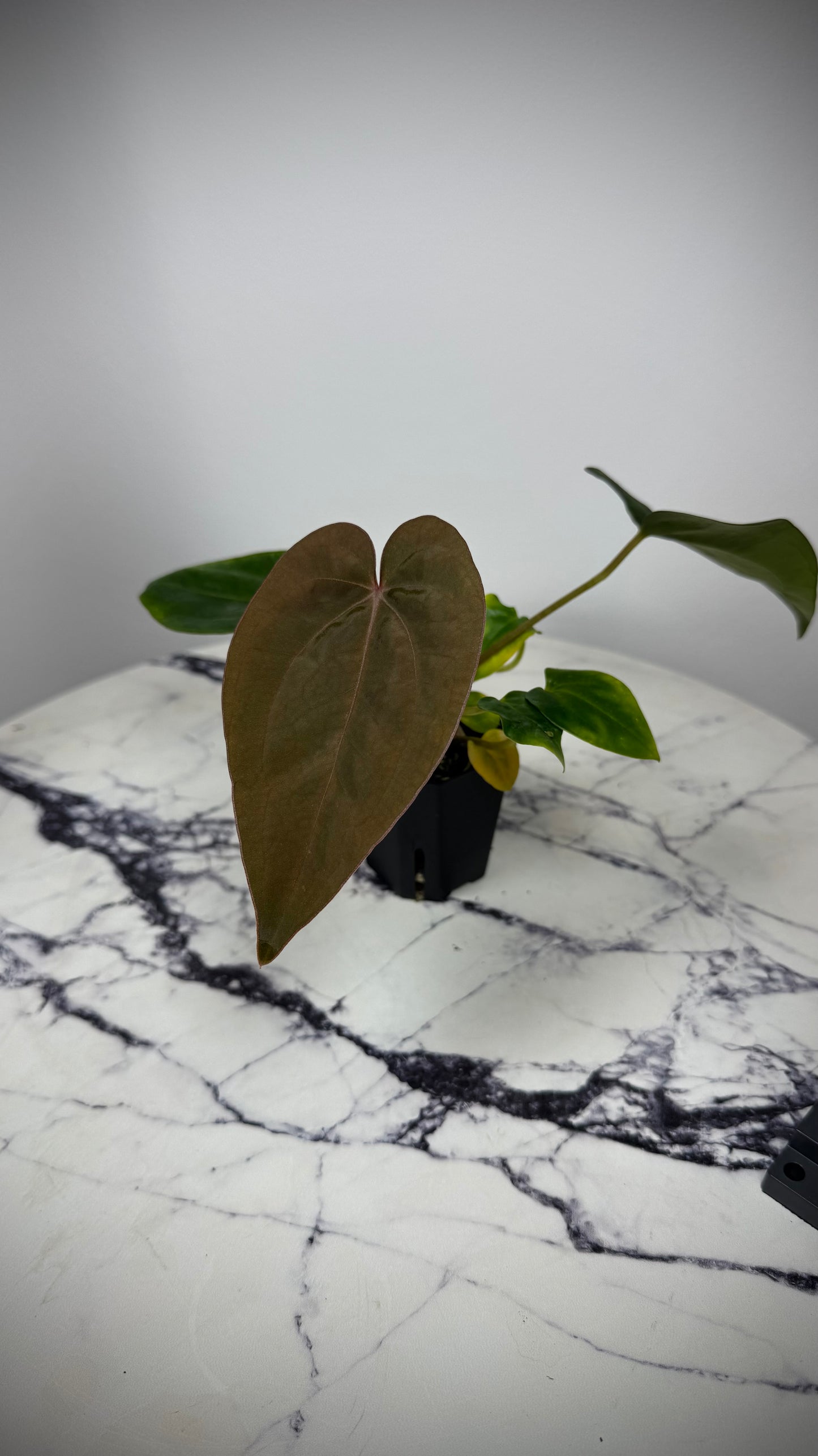 Anthurium (Dress RG F2 x Carla „Amanda") x Dressleri RG #2