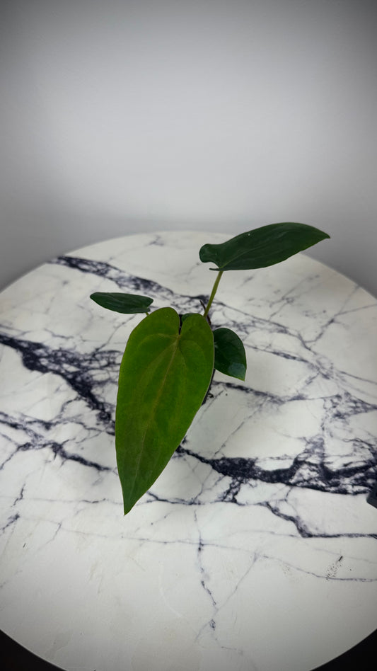 Anthurium Dressleri „Obsidian" x (Black Dressleri x Dressleri RG F2 dark) AAB032