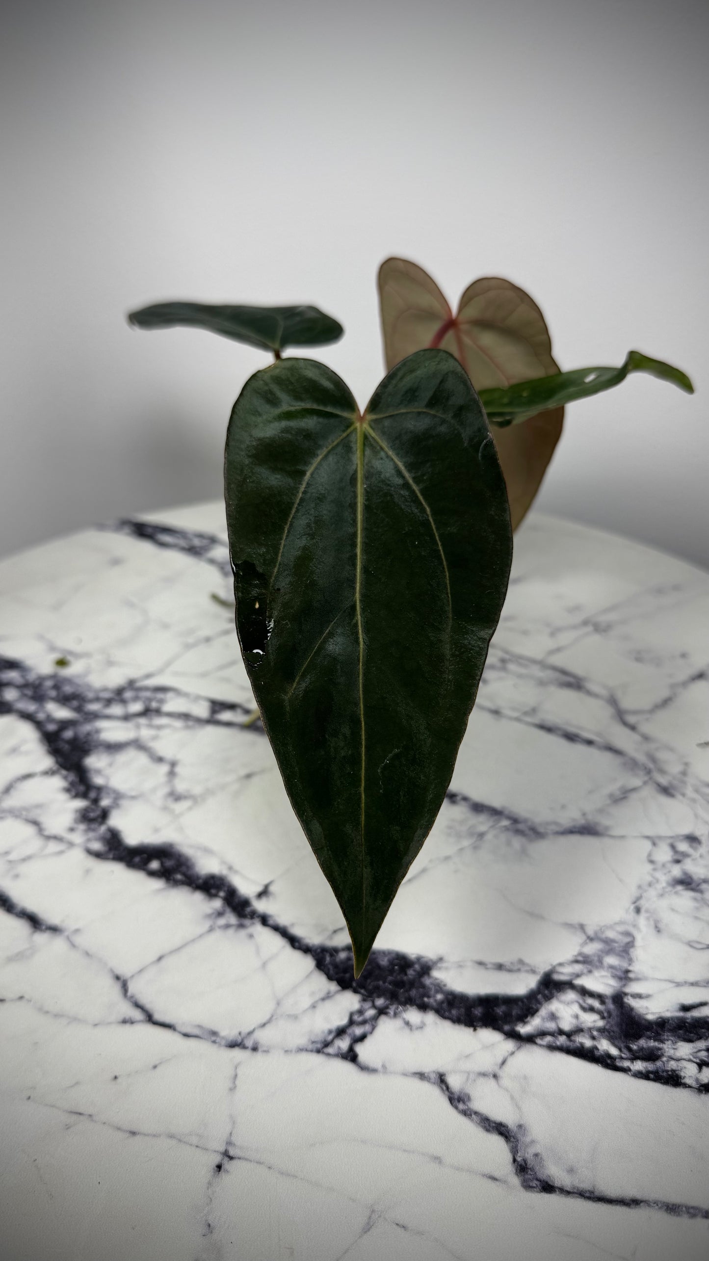 Anthurium Windy Dressleri x Carlablackie (Round x GPH001)