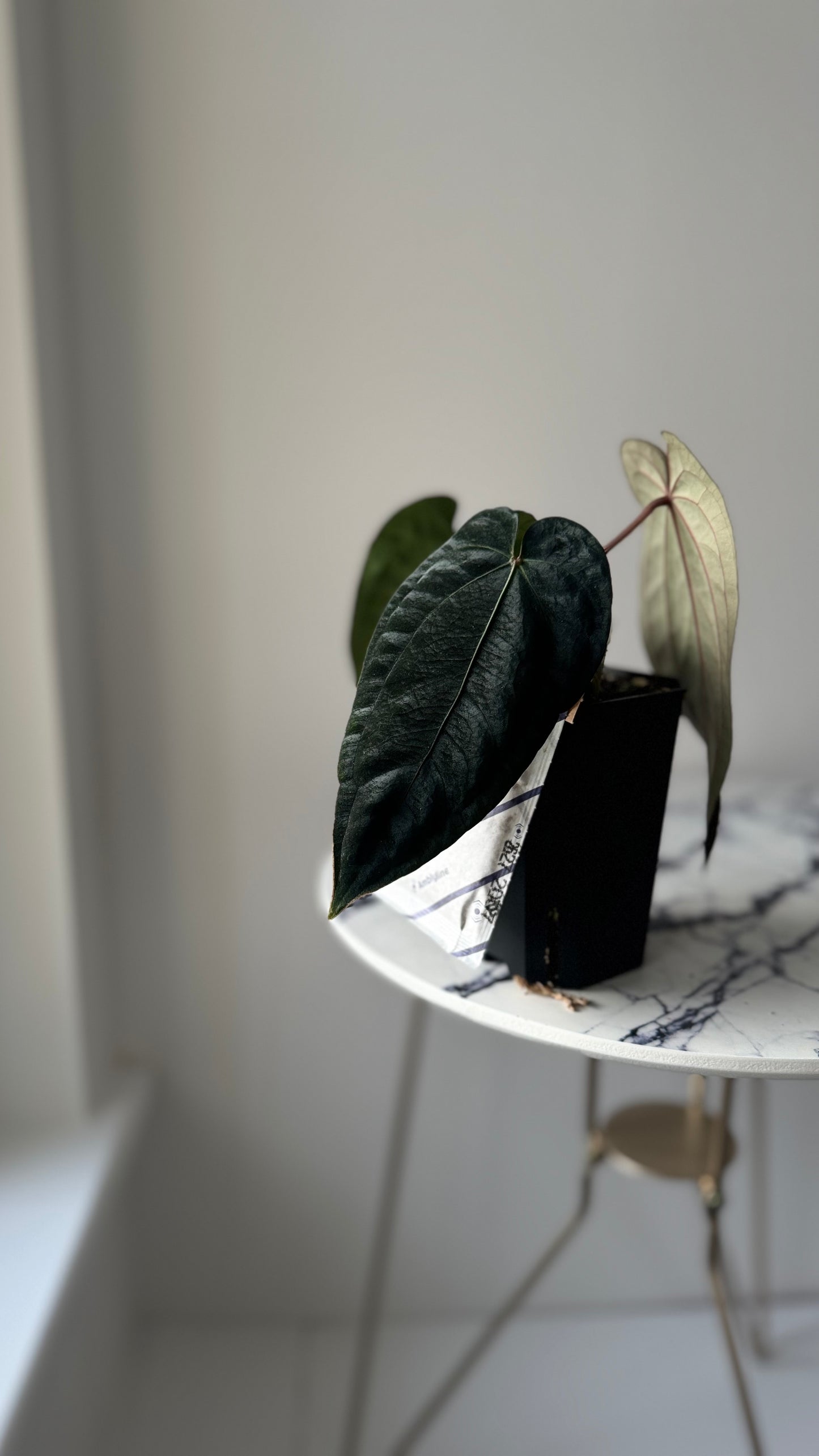 Anthurium DressCarla 'Amanda' x Anthurium BVEP