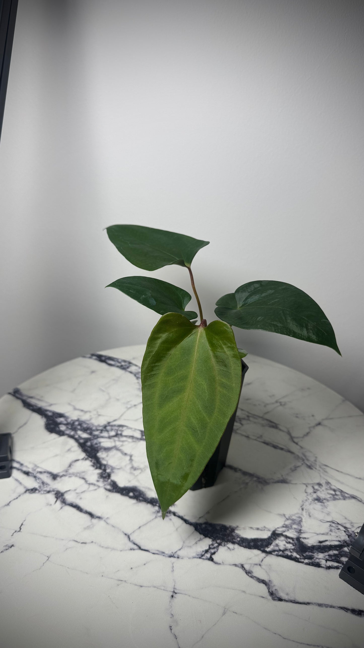 Anthurium Mr. World Wide x Anthurium SP Nova DF