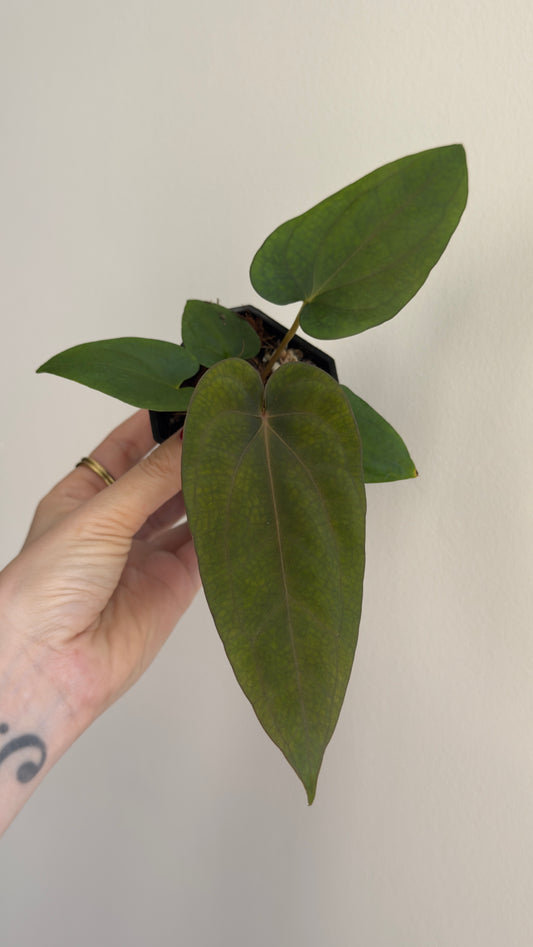 Anthurium Dressleri „Obsidian" x (Black Dressleri x Dressleri RG F2 dark) AAB032