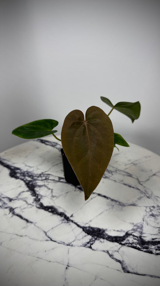 Anthurium (Dress RG F2 x Carla „Amanda") x Dressleri RG #2