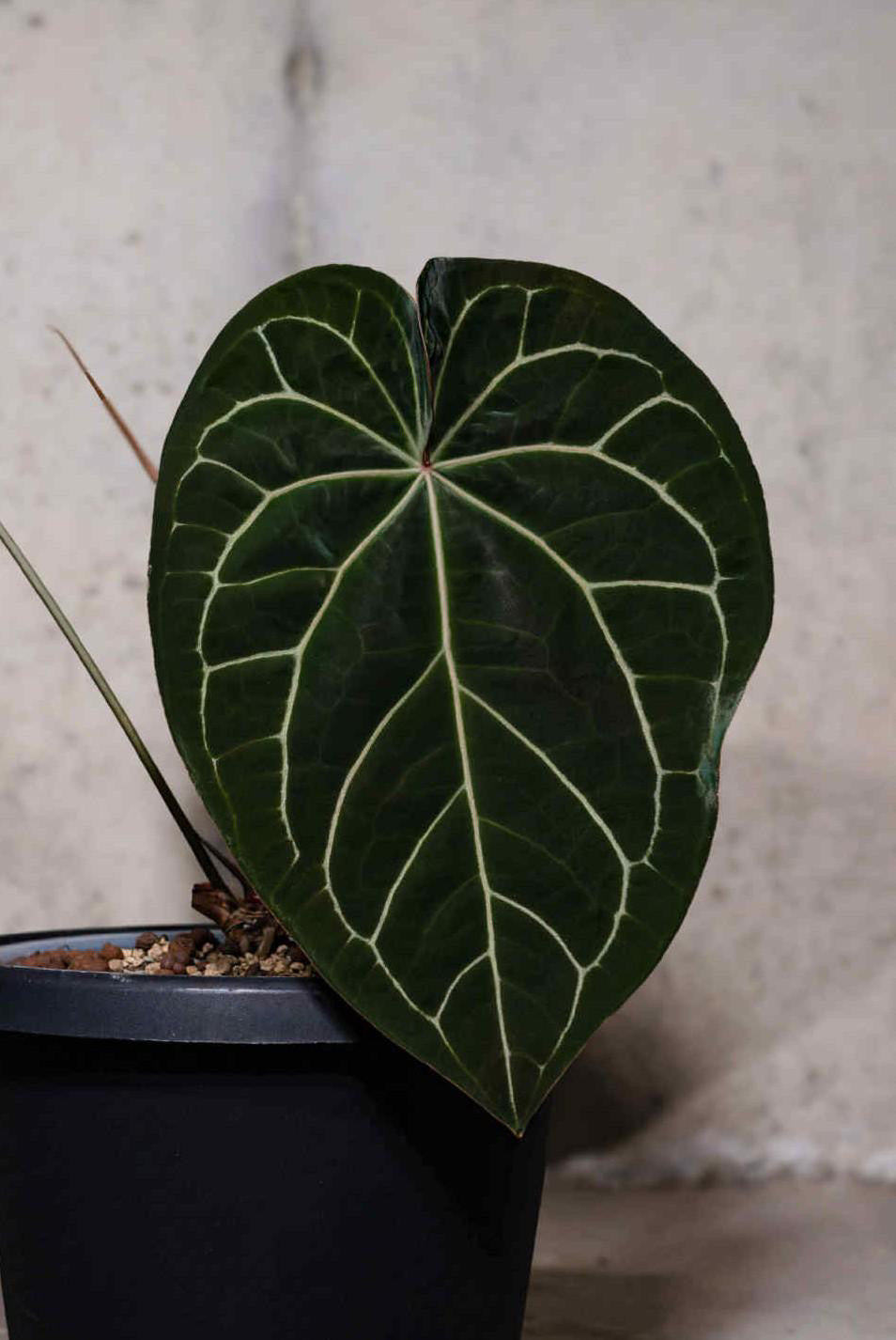 Anthurium Luxurians x Black Widow Michelle