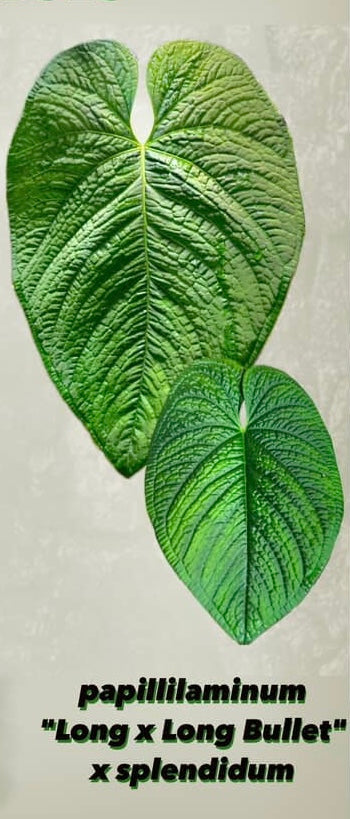 Anthurium (Papillilaminum x ,LongxLongBullet' x Splendidum) x open pollination