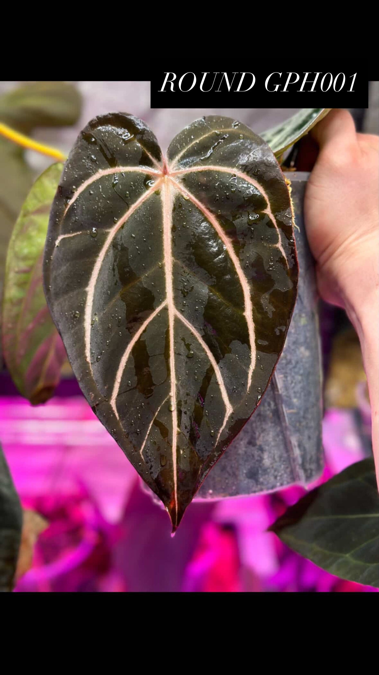 Anthurium Windy Dressleri x Carlablackie (Round x GPH001)